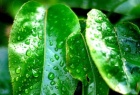 Medioambiente
