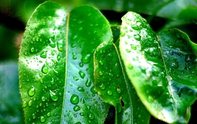 Medioambiente