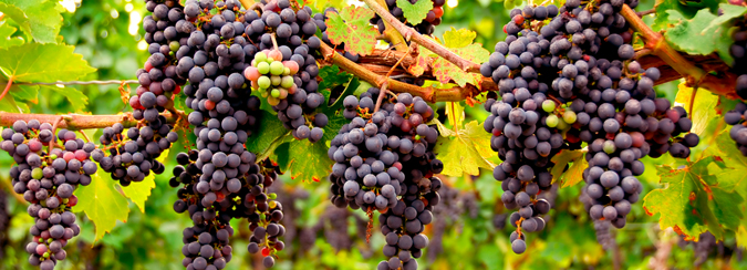 Vinos Masaveu